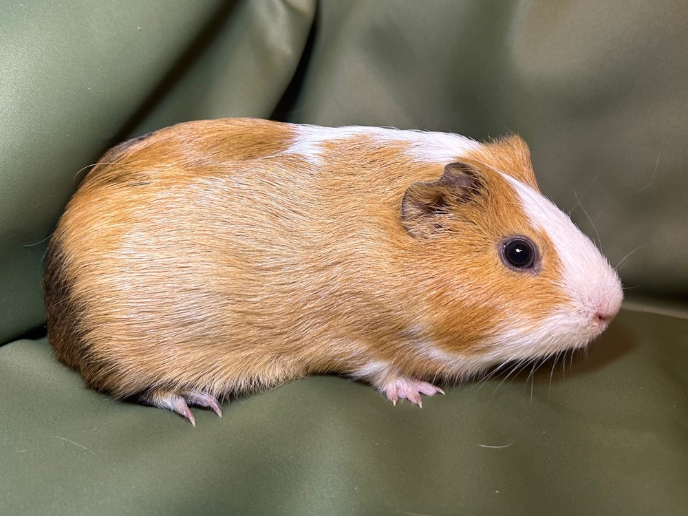 Изображение морской свинки