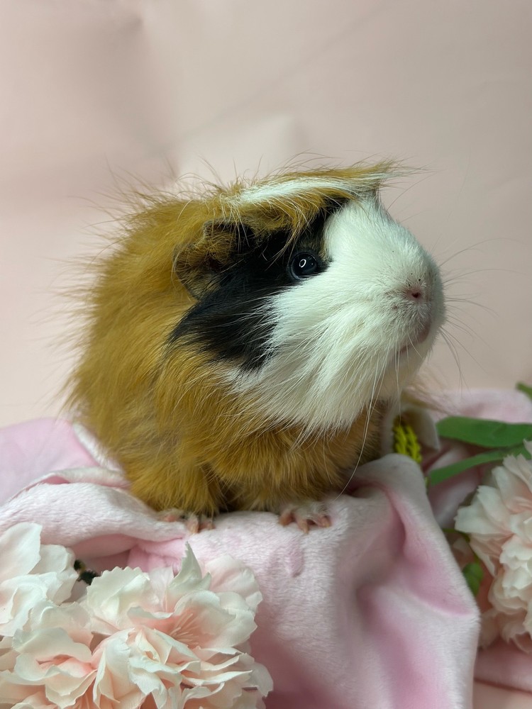 Изображение морской свинки