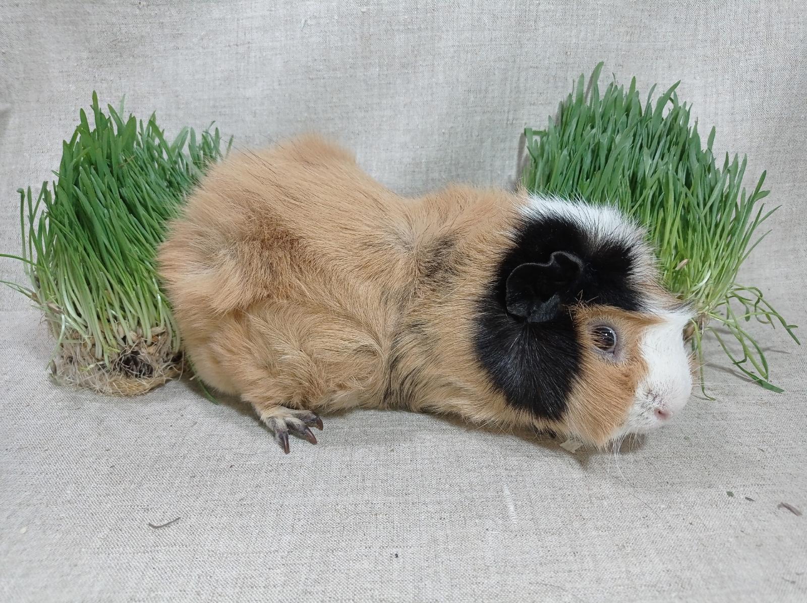 Фон для фотографии свинки по имени Огурчик