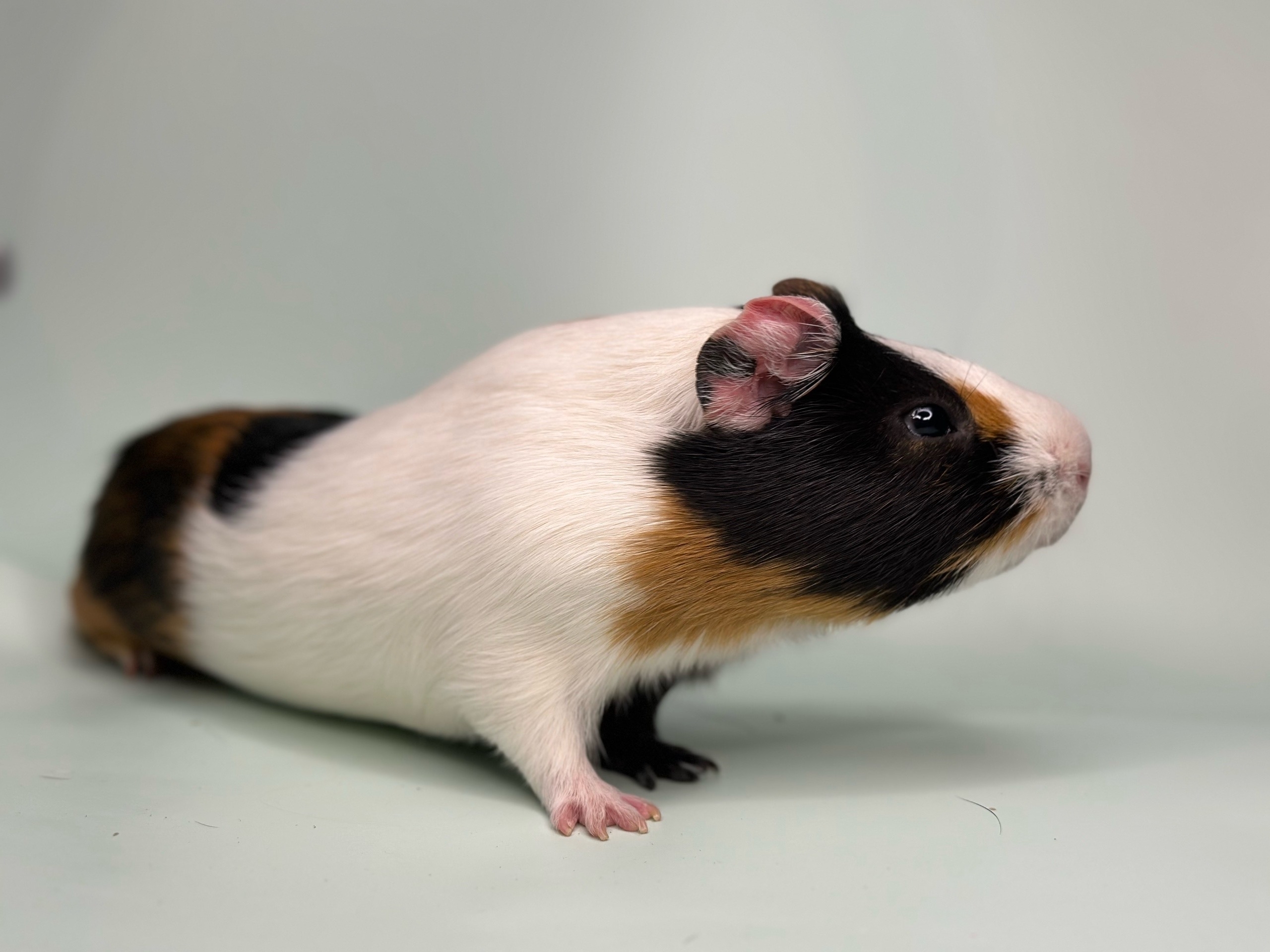 Изображение морской свинки