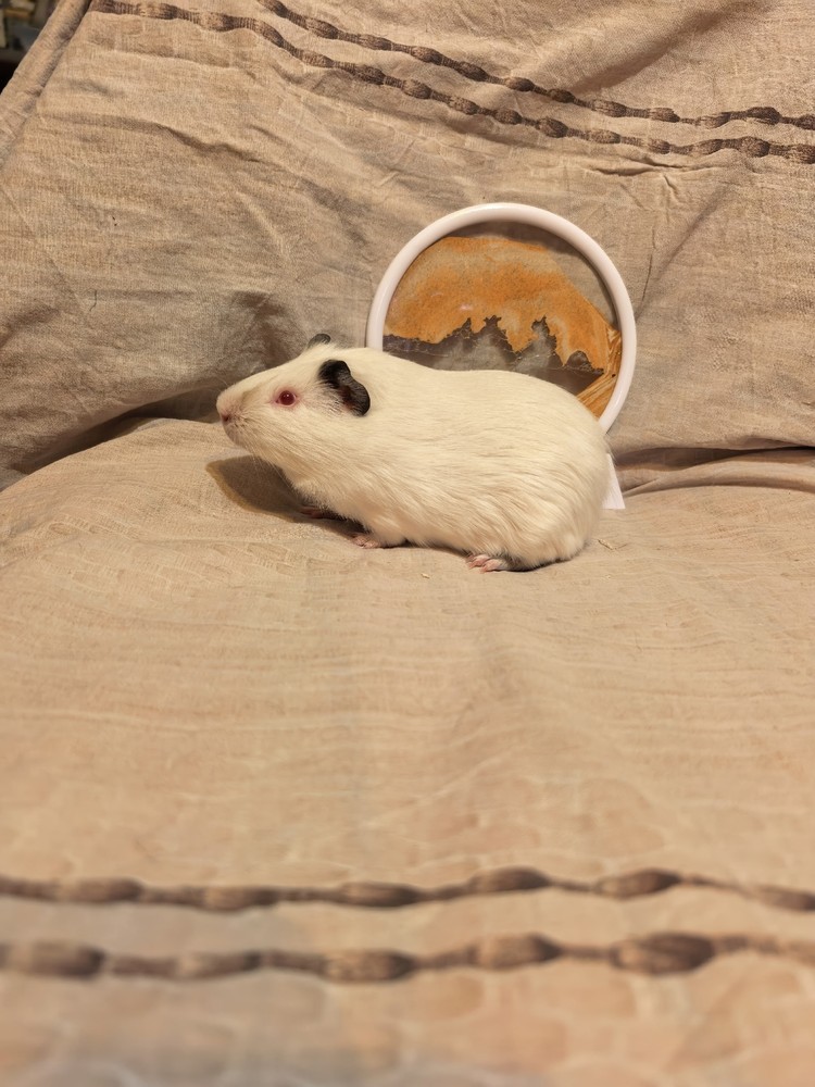 Изображение морской свинки