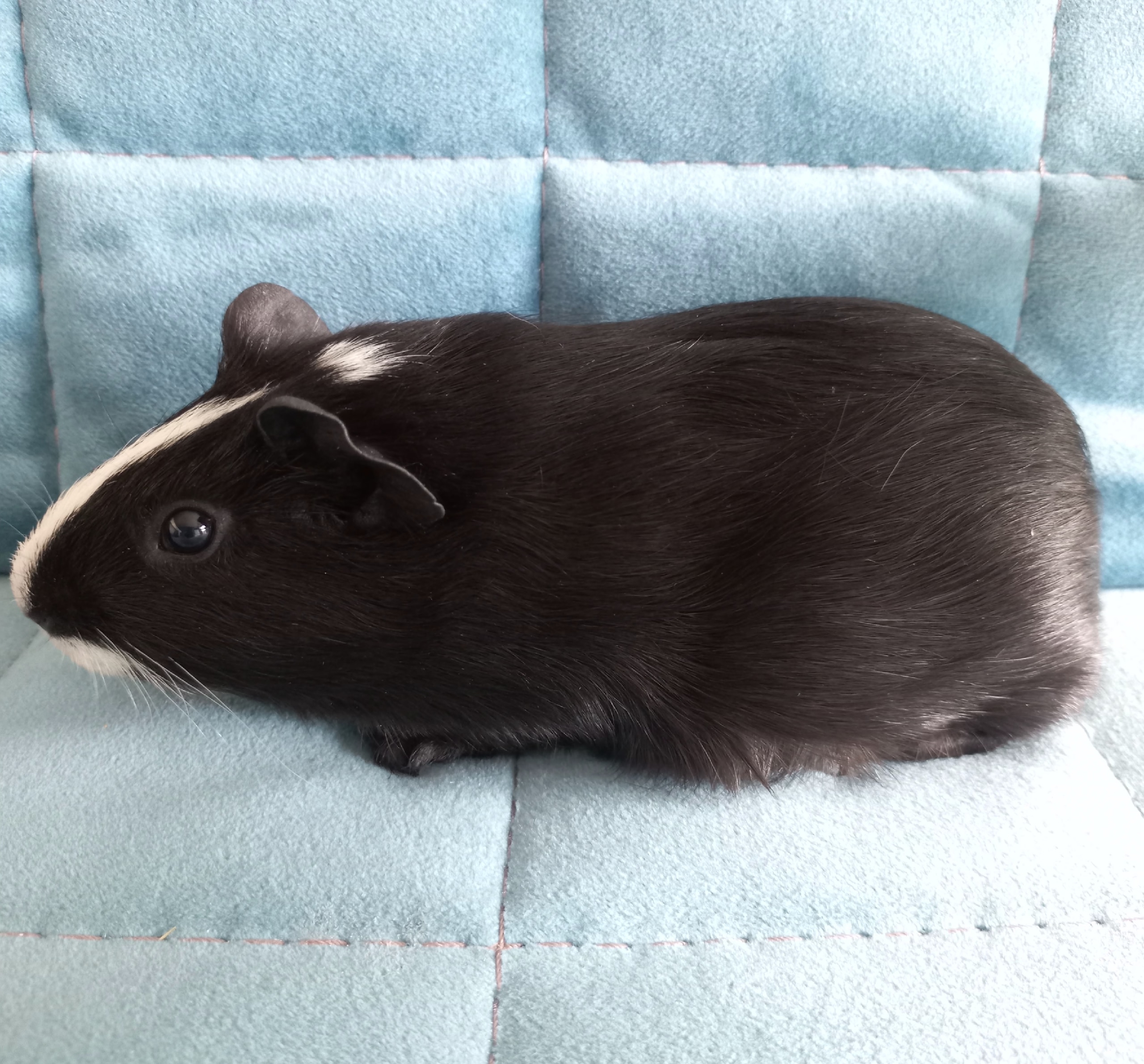 Изображение морской свинки