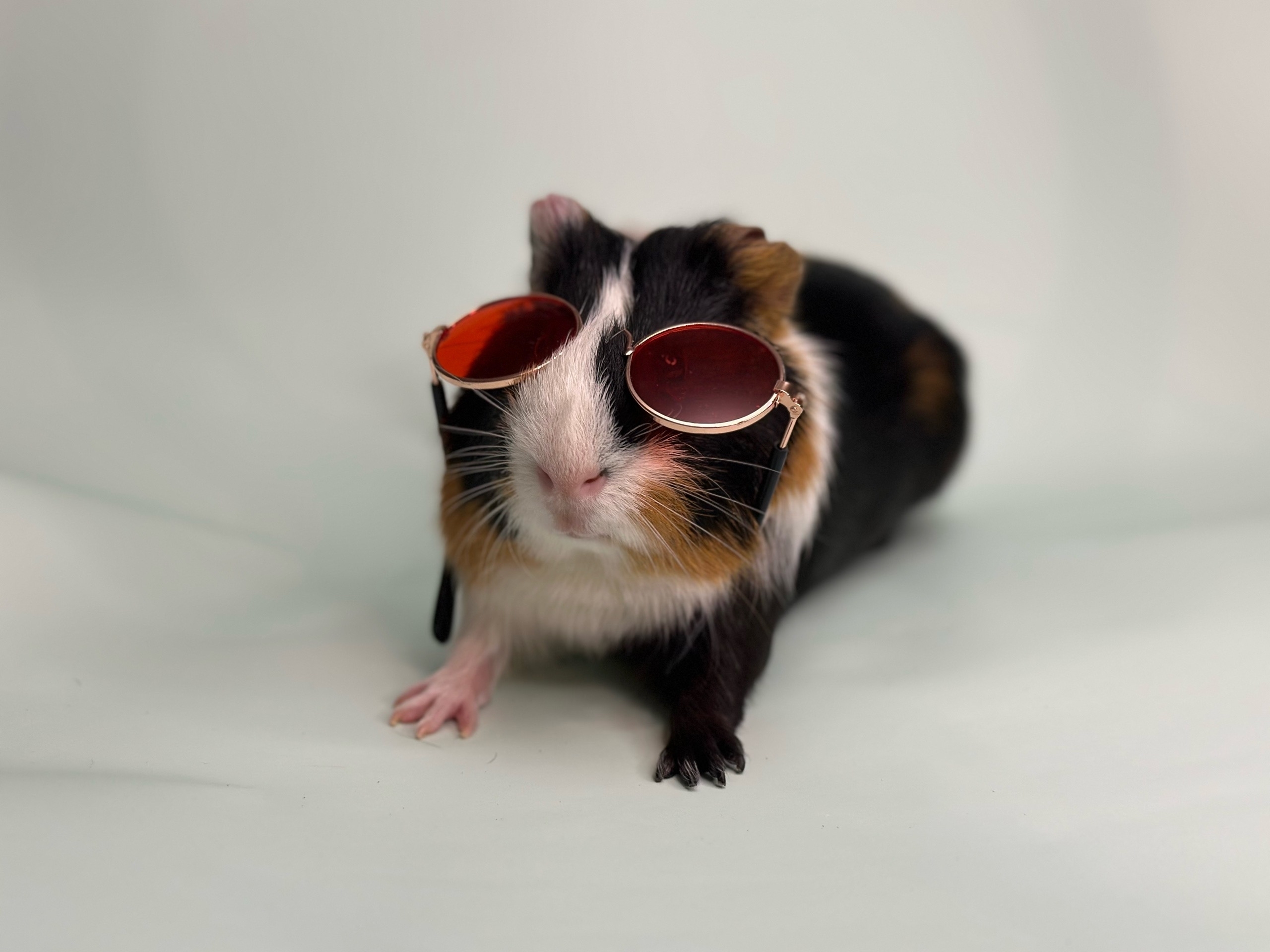 Изображение морской свинки