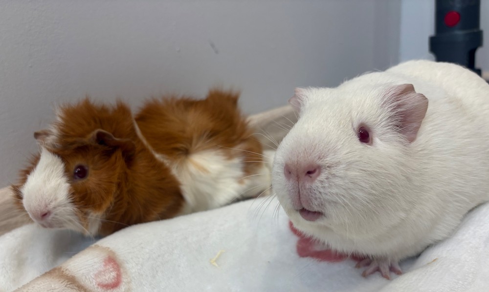 Изображение морской свинки