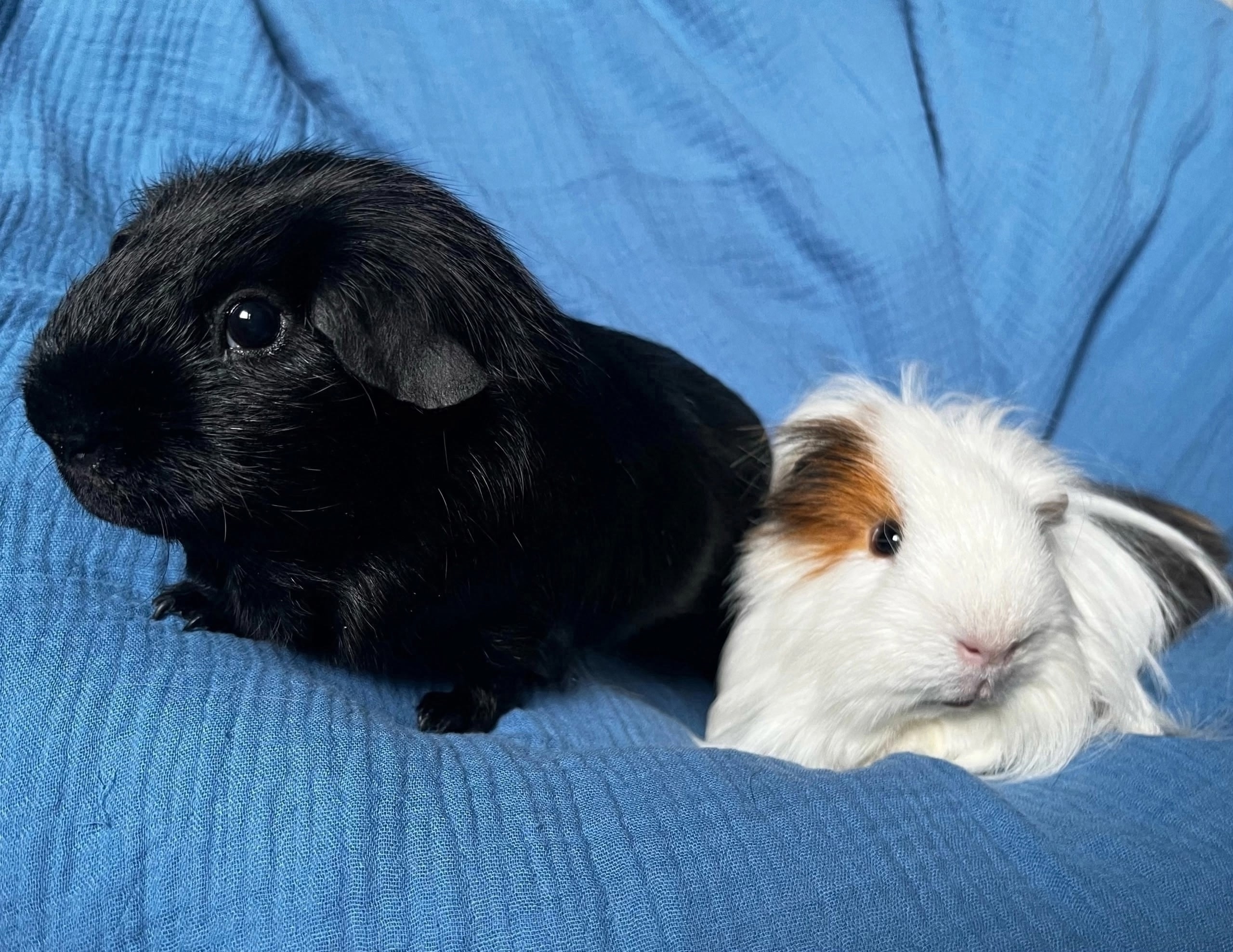 Изображение морской свинки