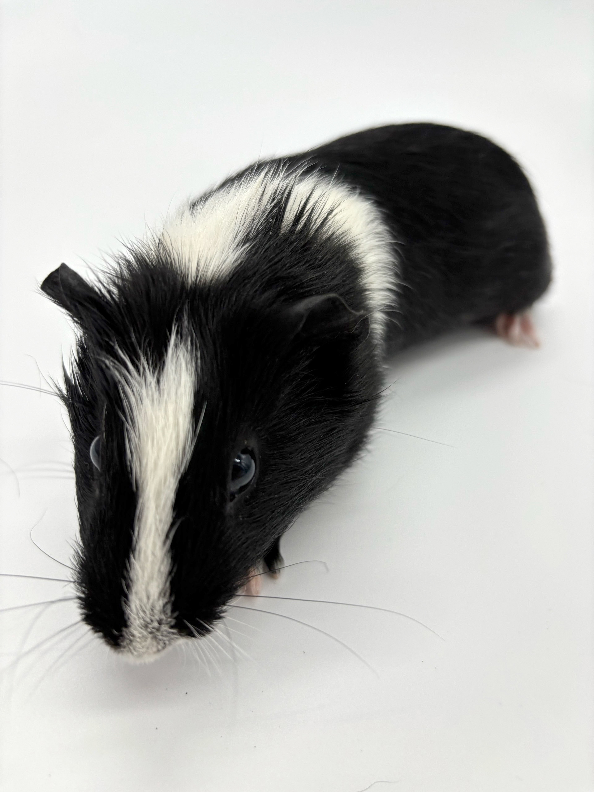 Изображение морской свинки