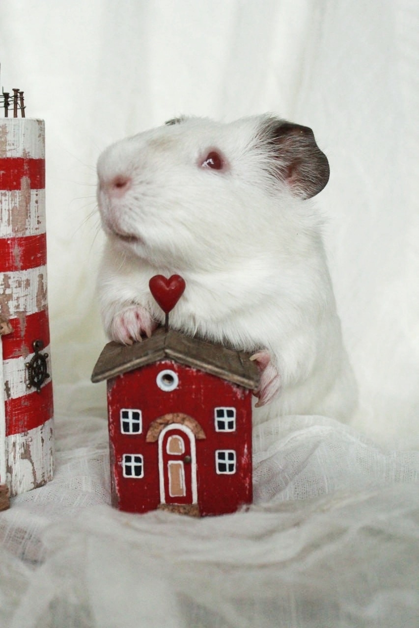 Изображение морской свинки