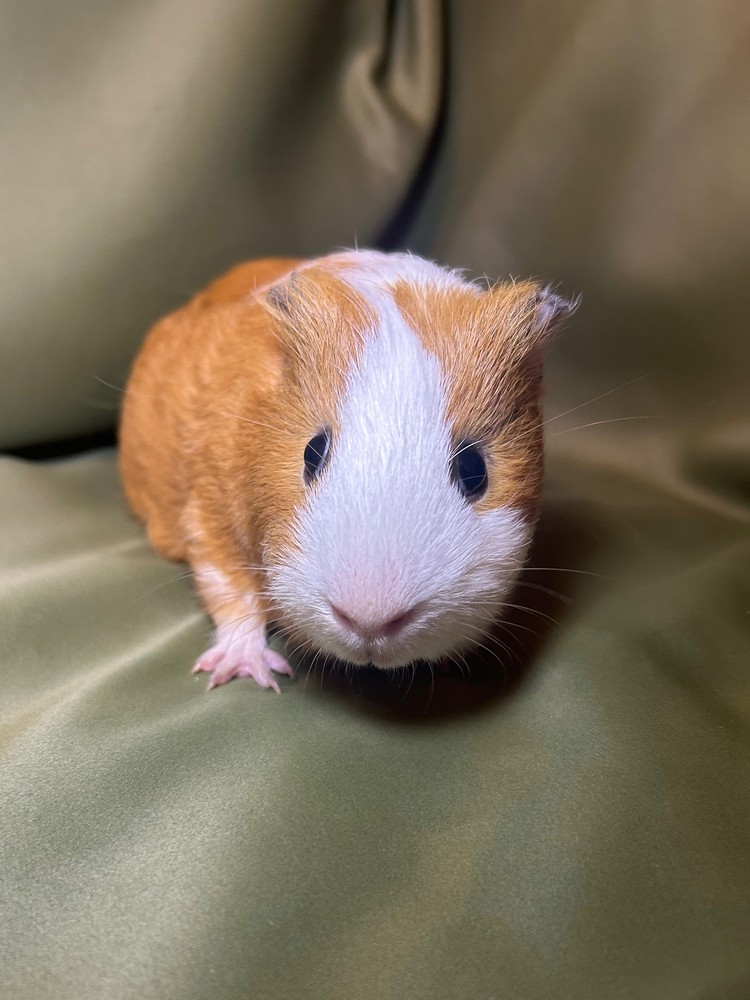 Изображение морской свинки