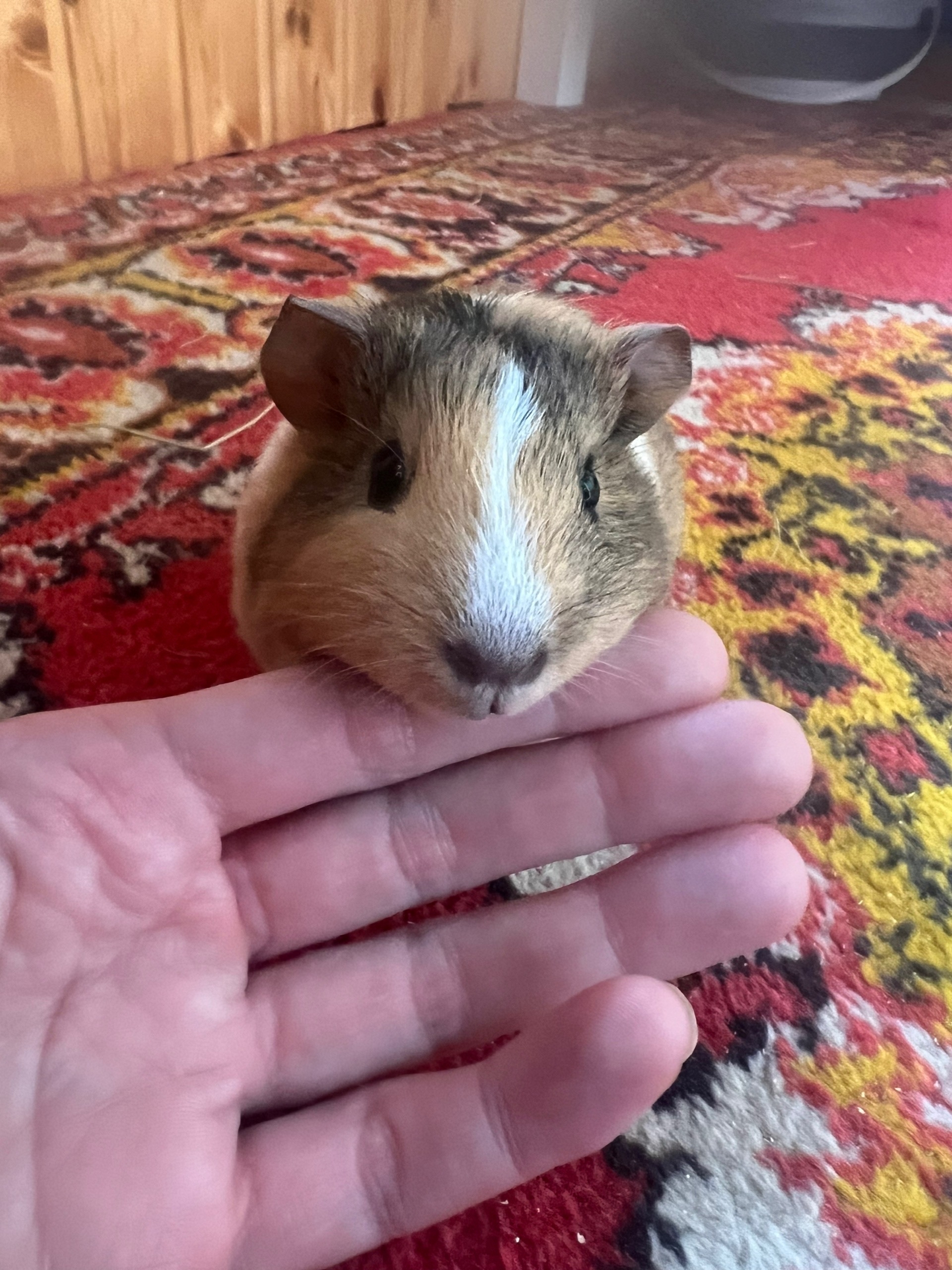 Изображение морской свинки