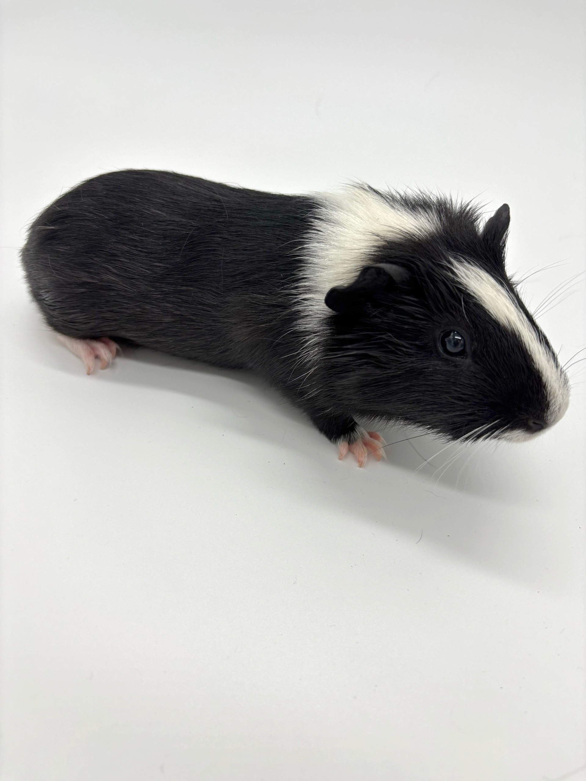 Изображение морской свинки