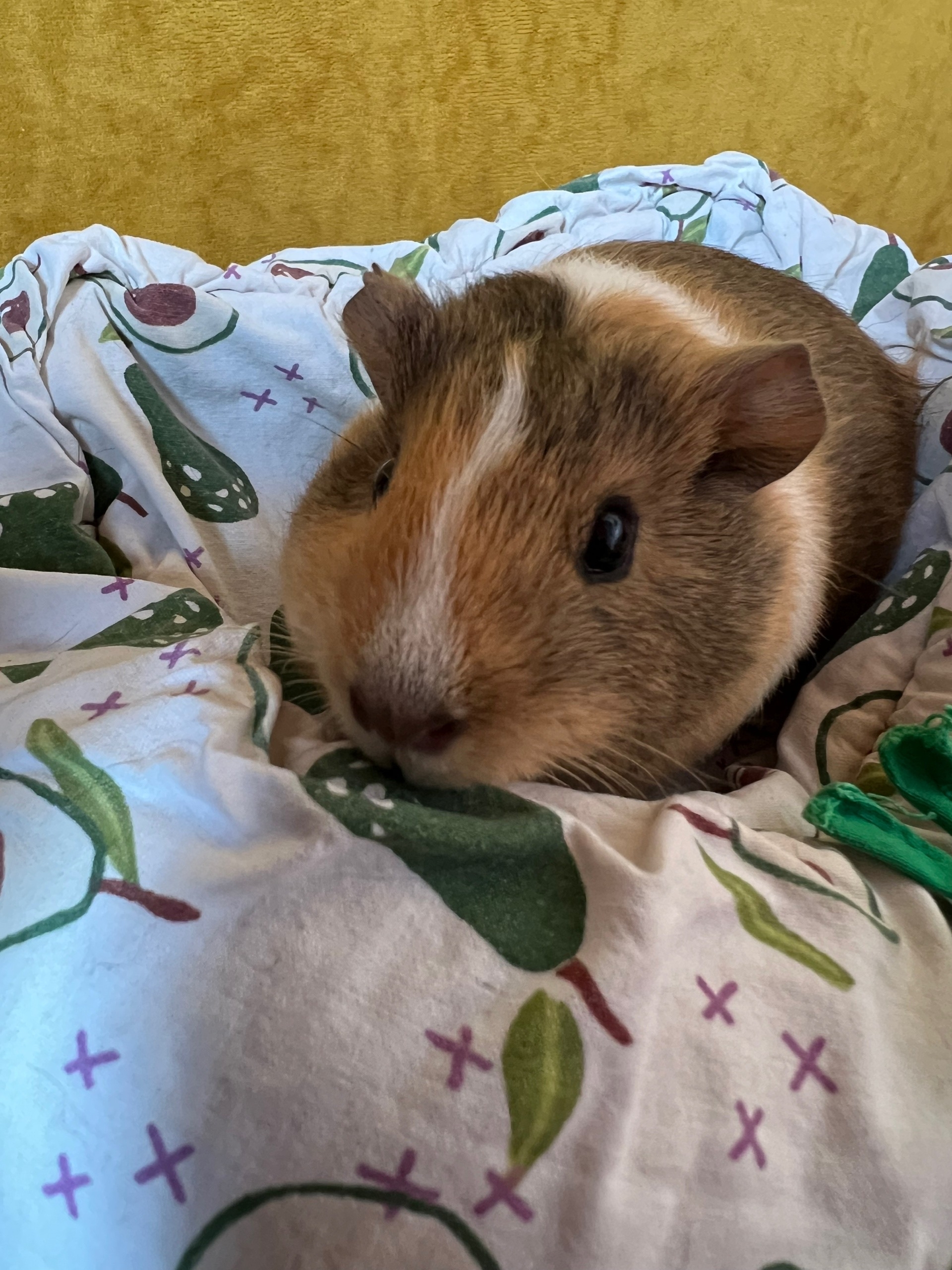 Изображение морской свинки