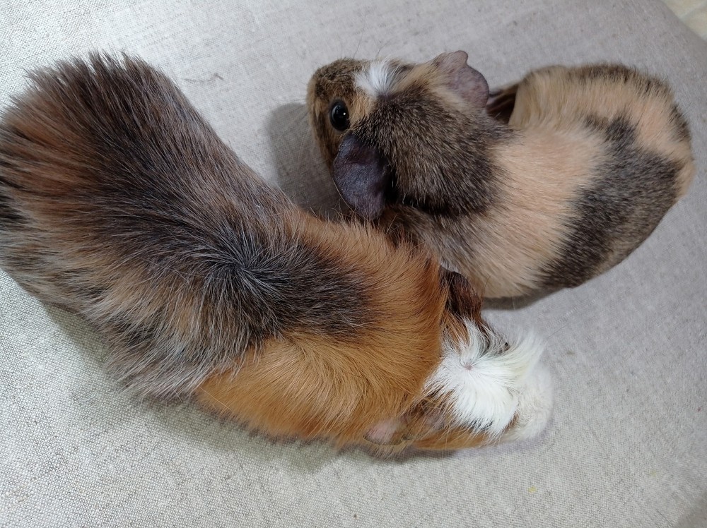 Изображение морской свинки