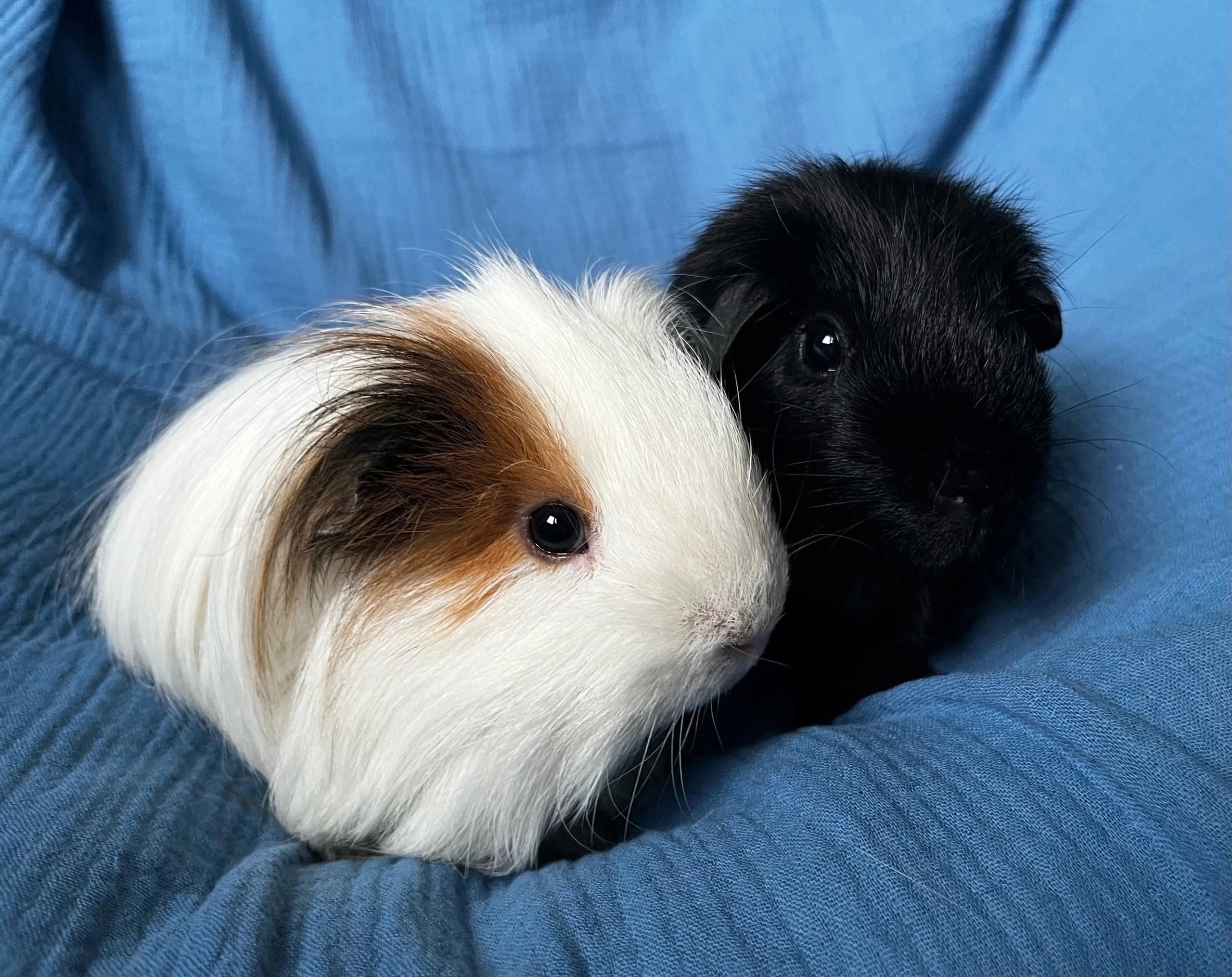 Изображение морской свинки