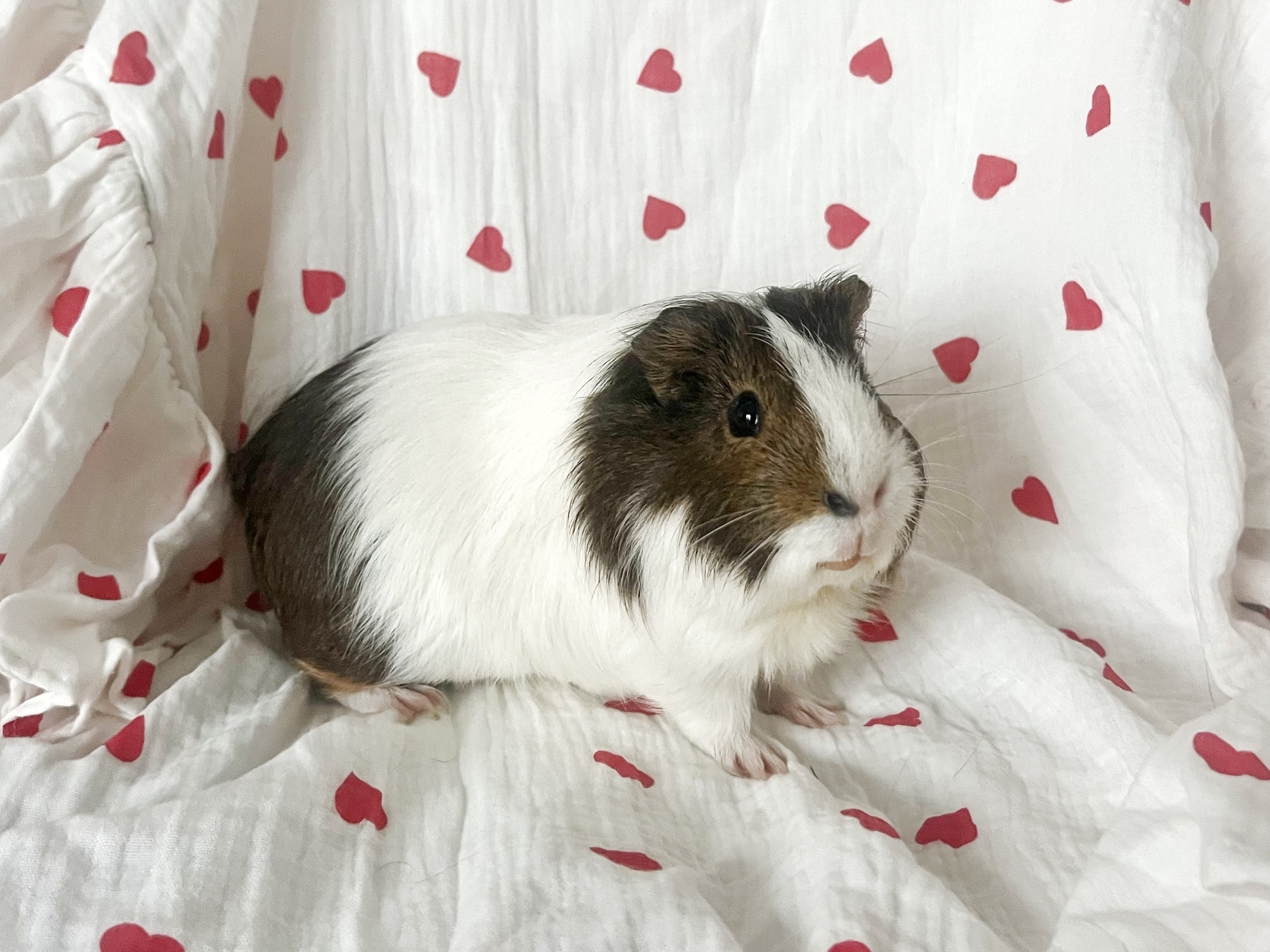 Изображение морской свинки