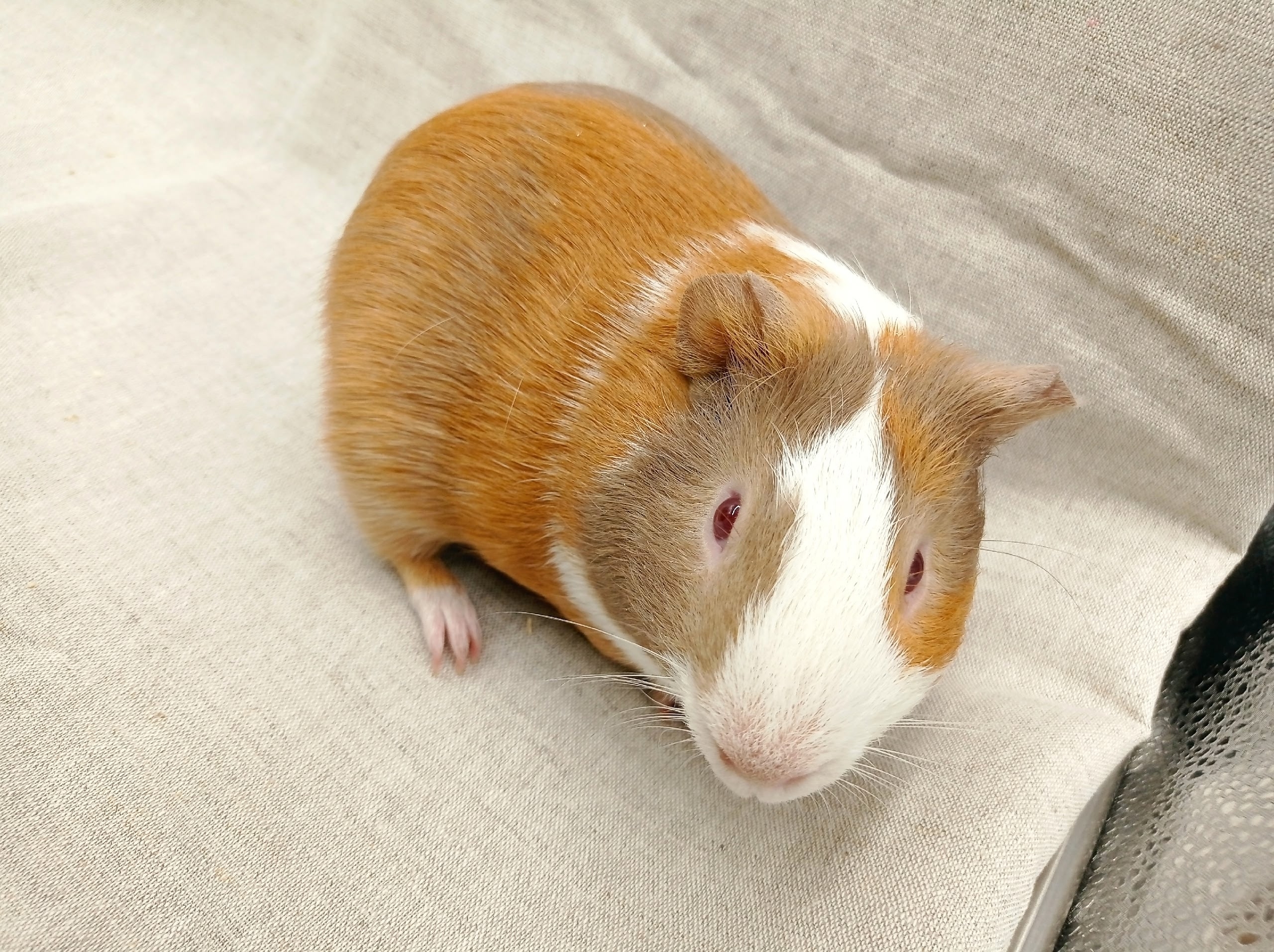 Изображение морской свинки