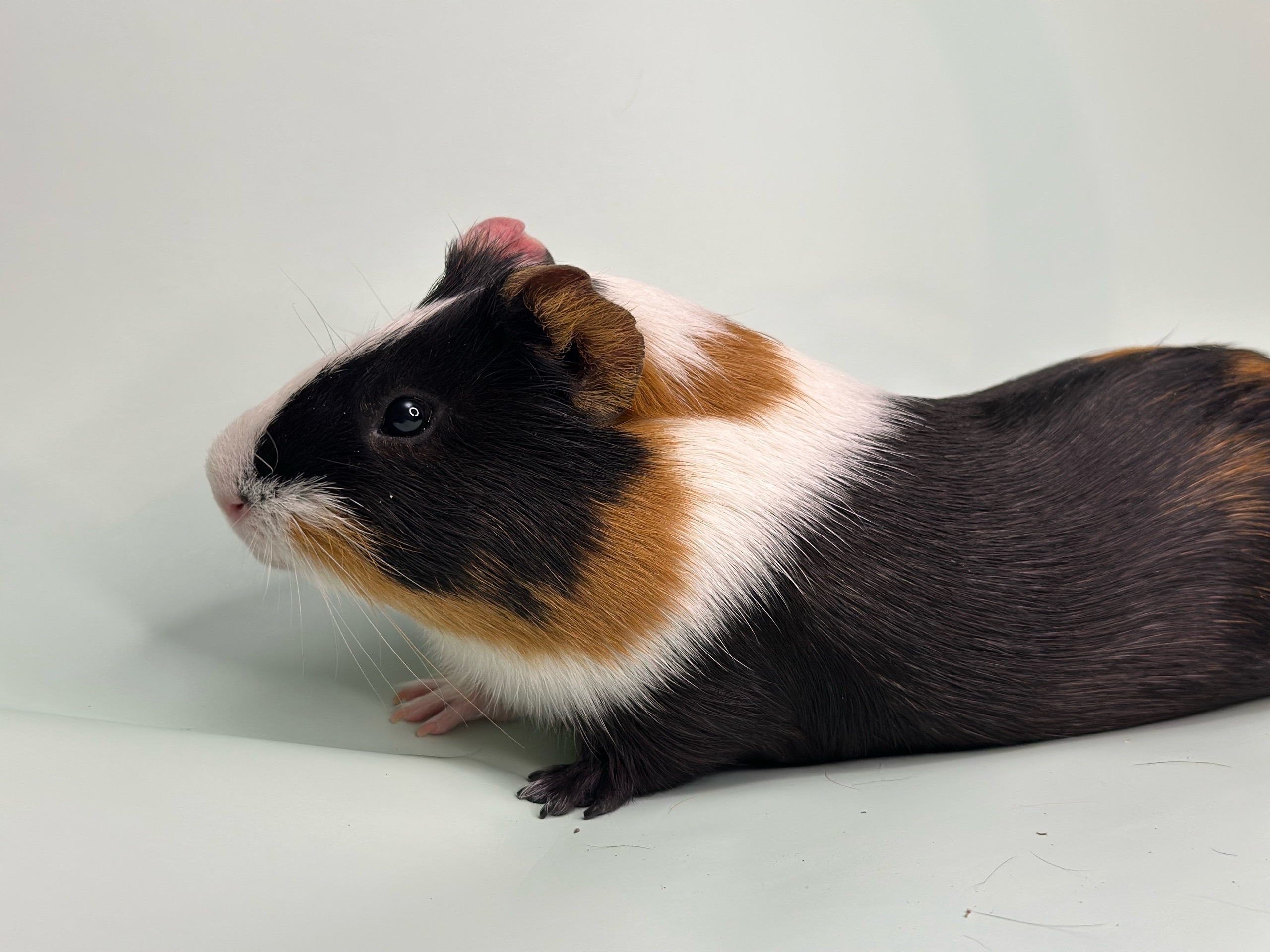 Изображение морской свинки