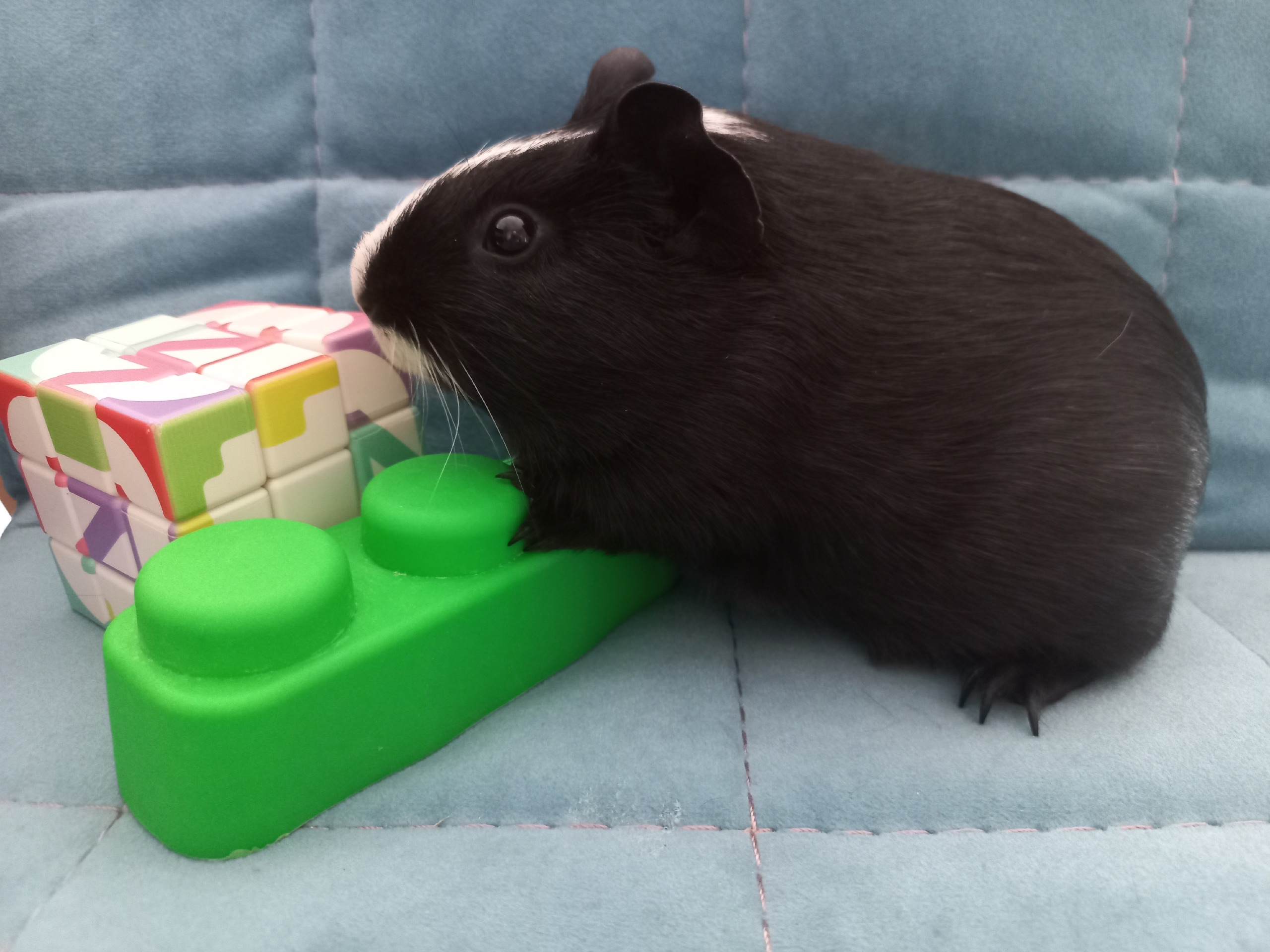 Изображение морской свинки