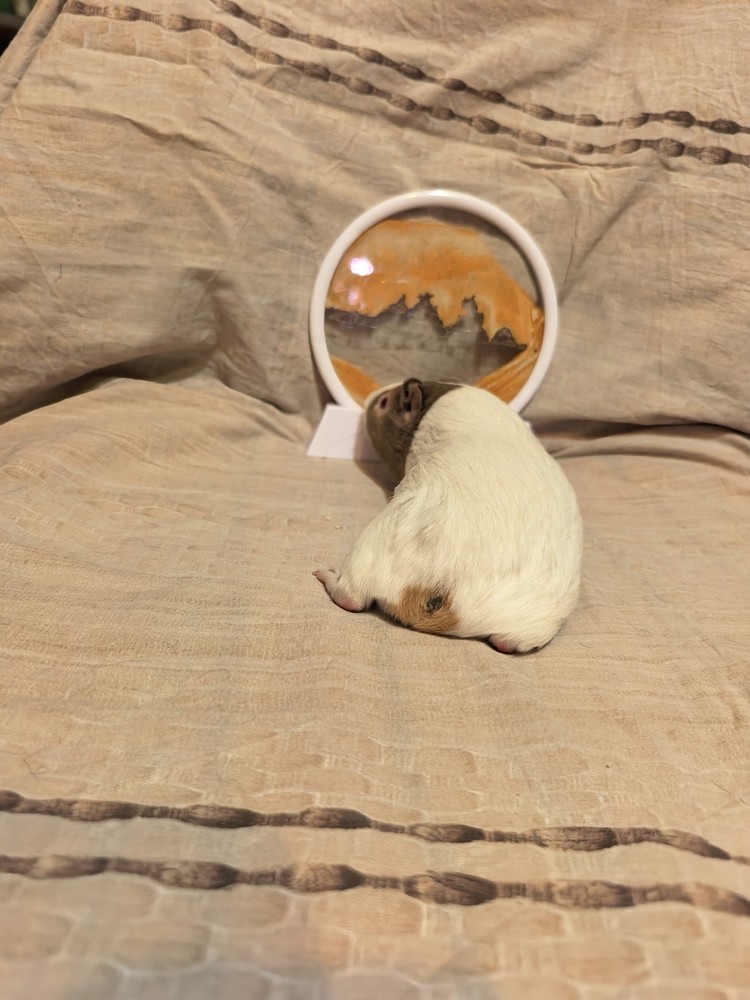 Изображение морской свинки