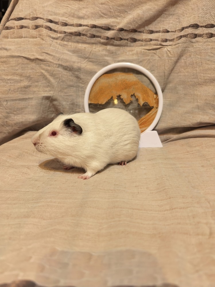 Фон для фотографии свинки по имени Цани