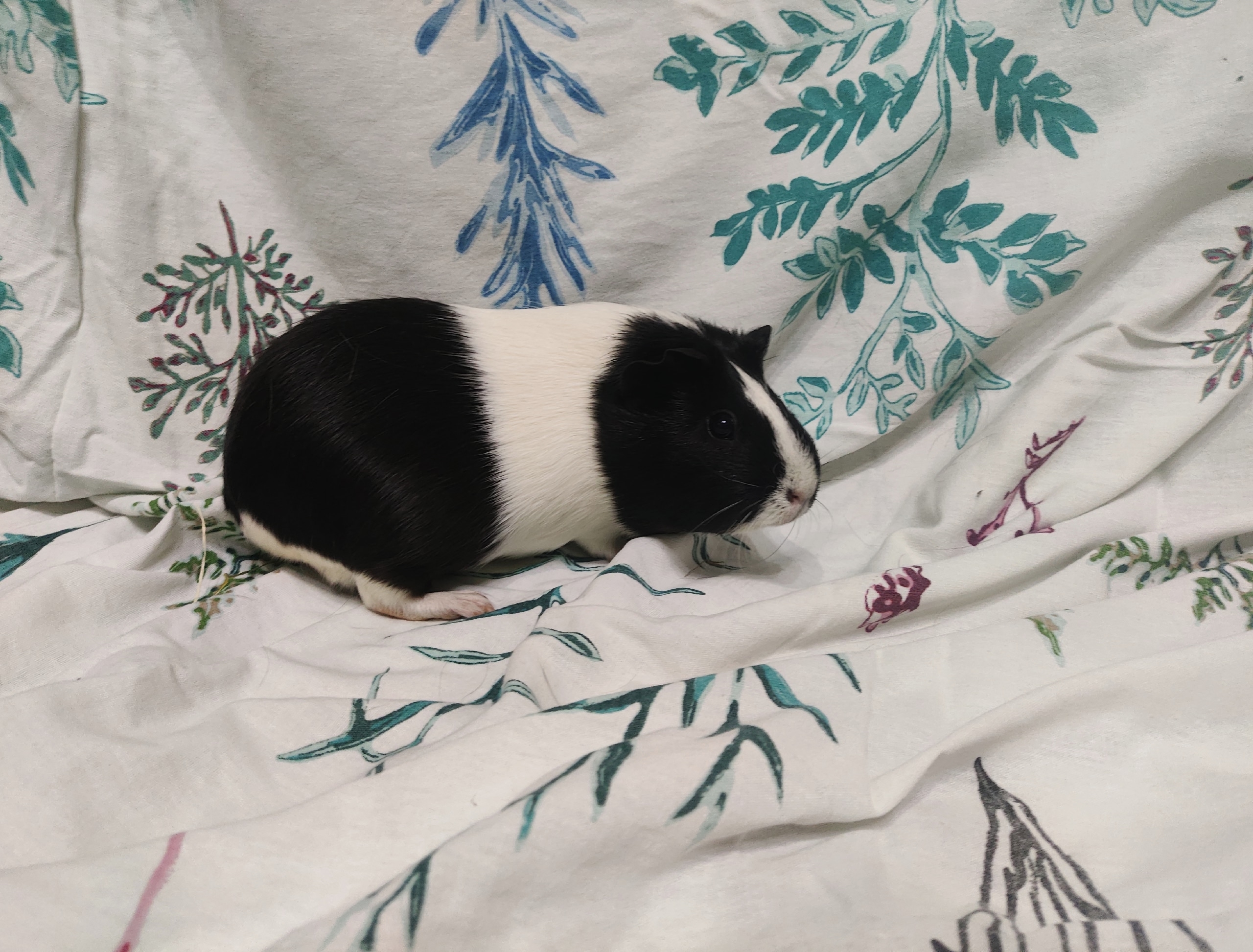 Фон для фотографии свинки по имени Электра