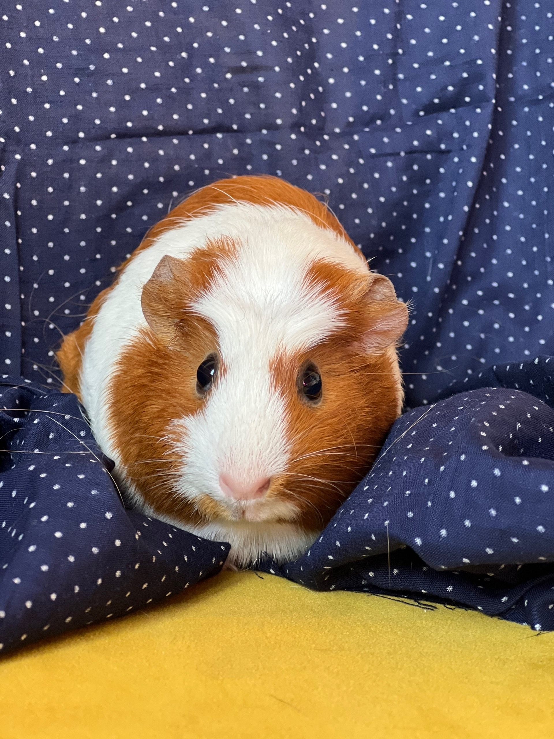 Фотография морской свинки по имени Ника