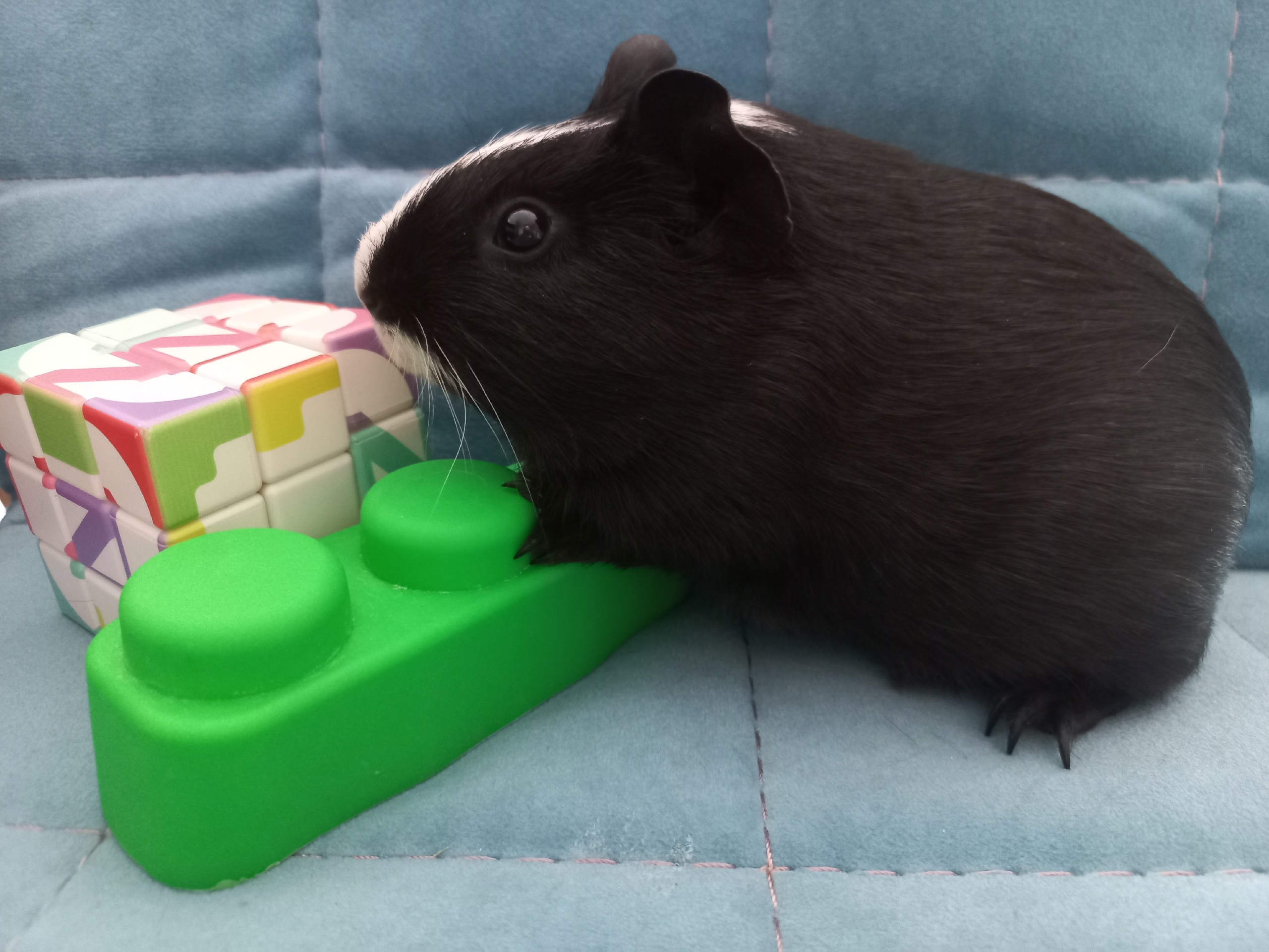 Изображение морской свинки