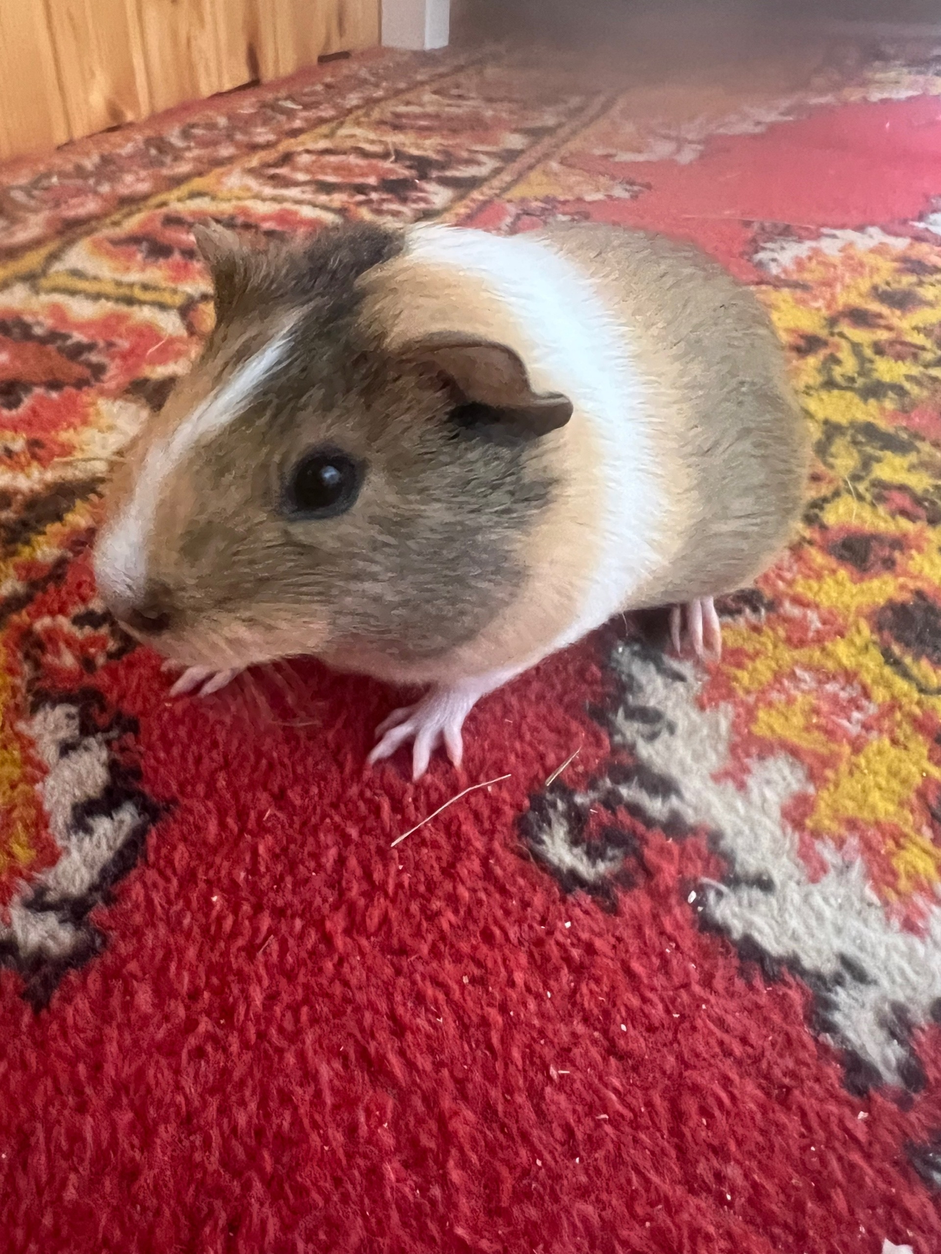 Изображение морской свинки