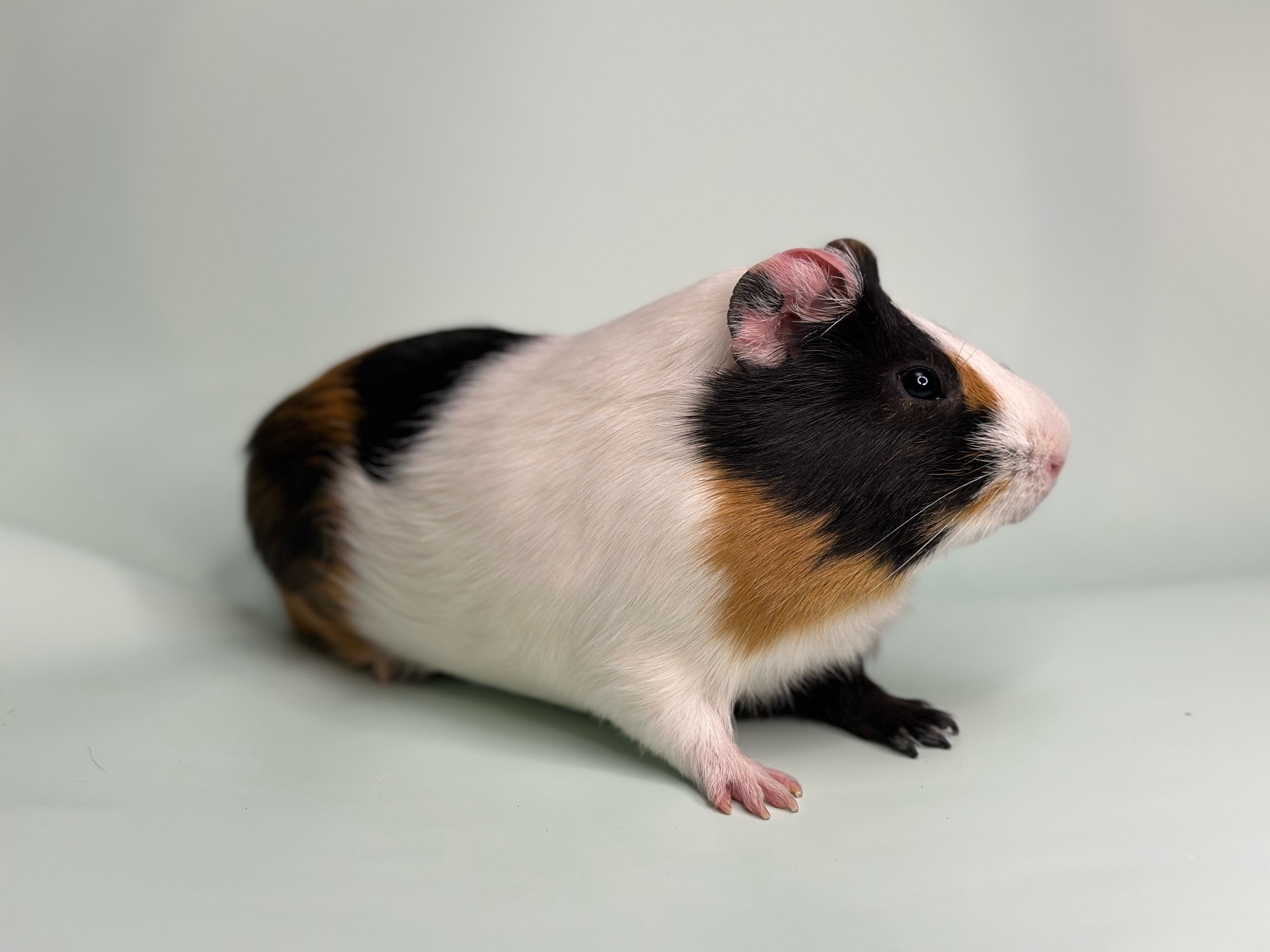 Изображение морской свинки