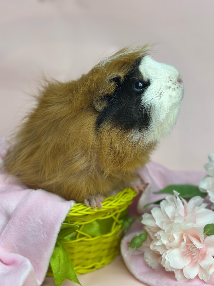 Изображение морской свинки