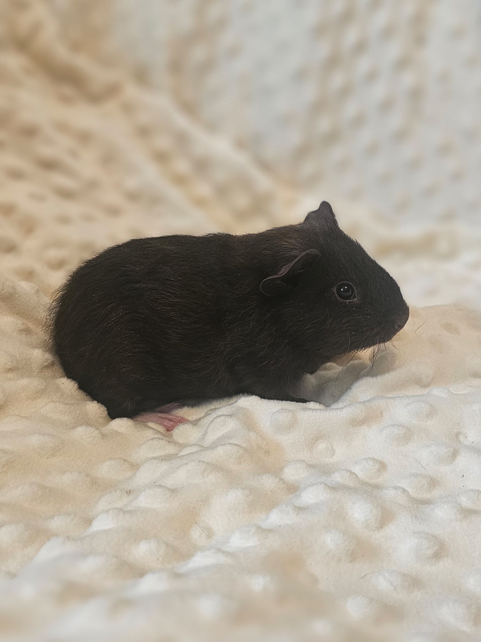 Изображение морской свинки