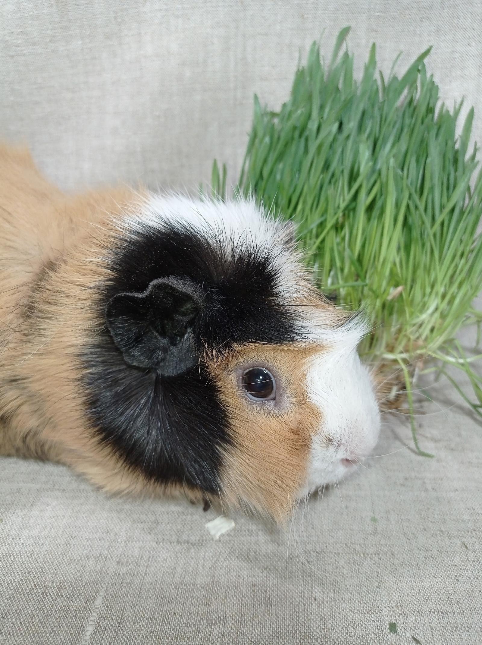 Изображение морской свинки