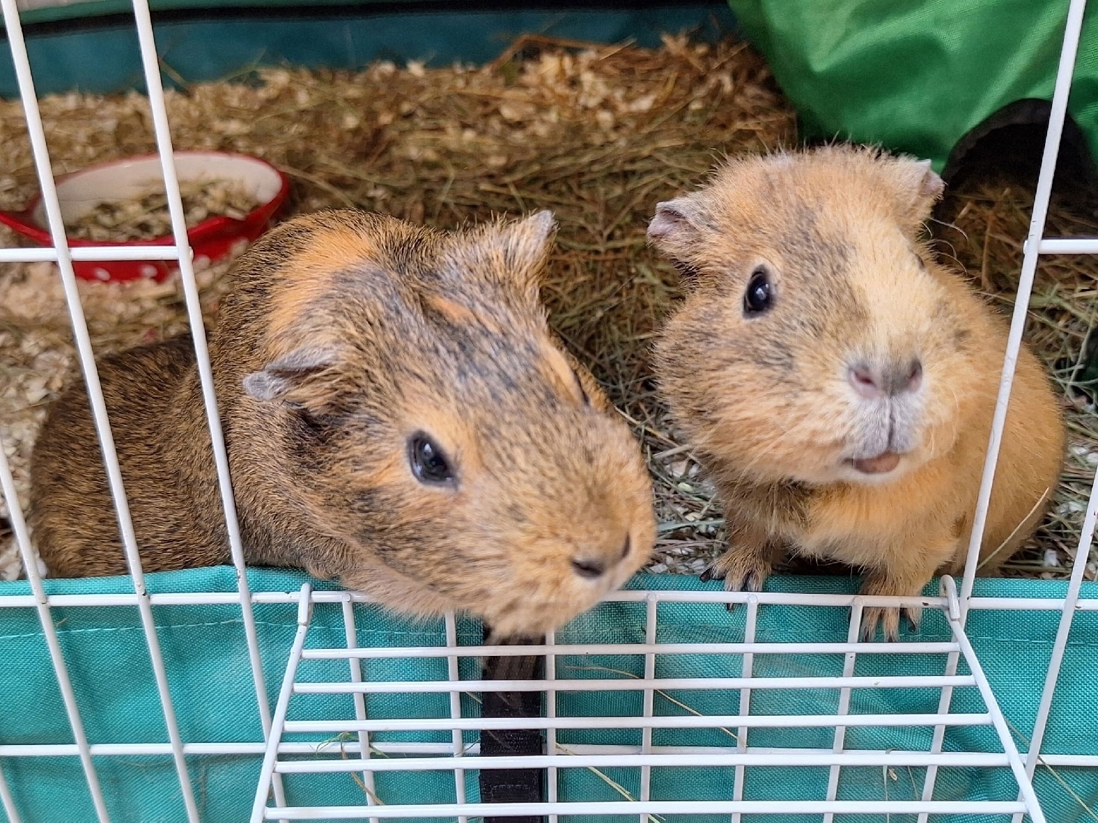 Изображение морской свинки