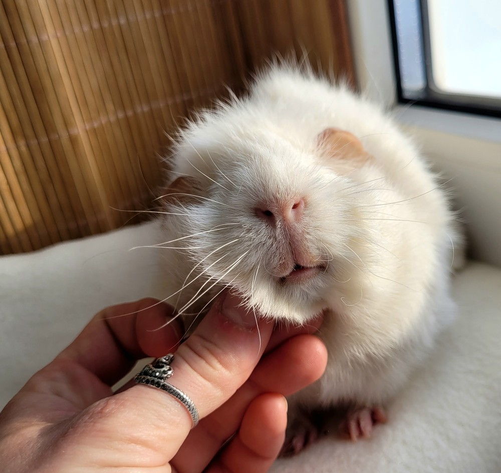 Изображение морской свинки