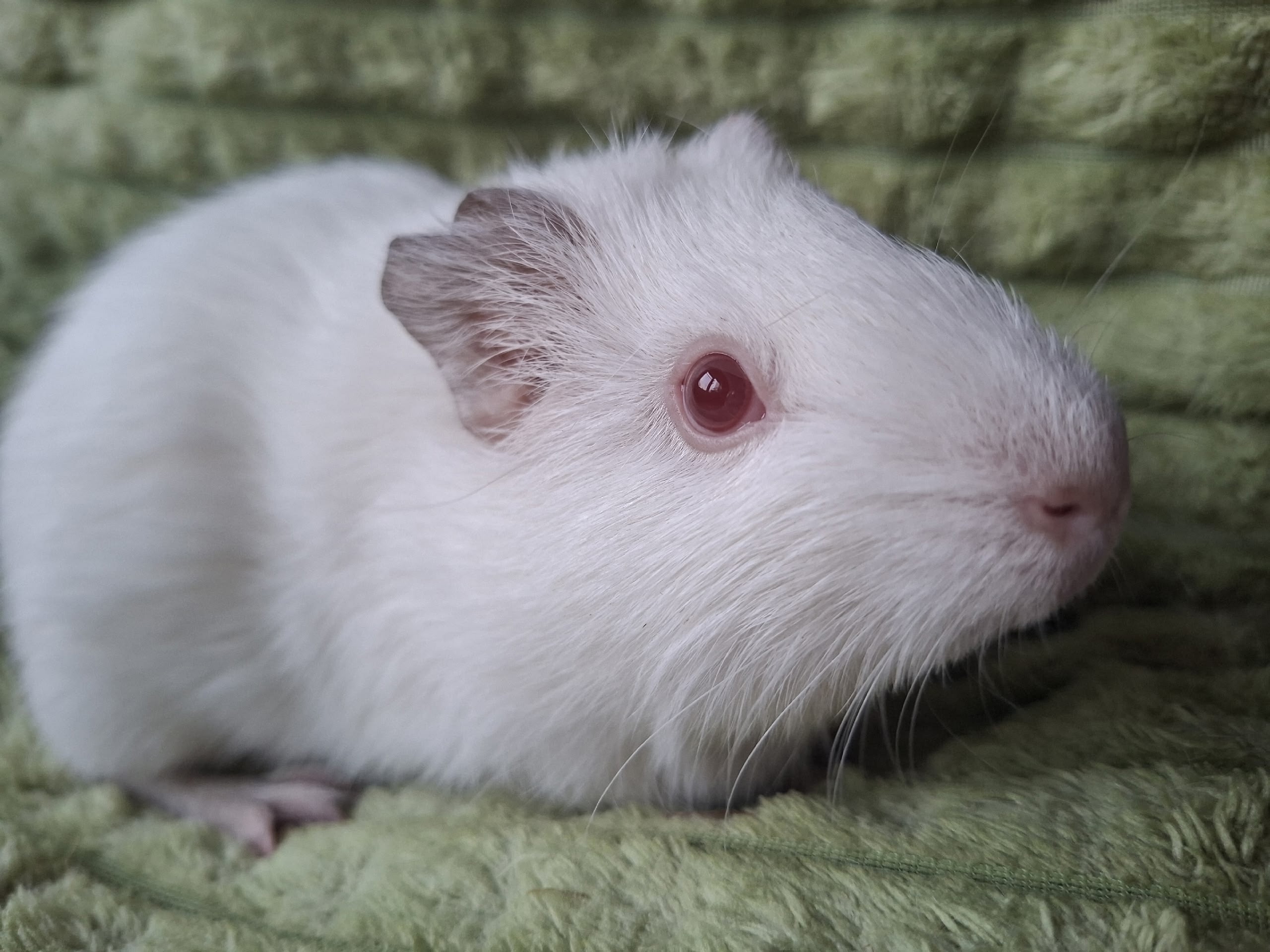 Изображение морской свинки