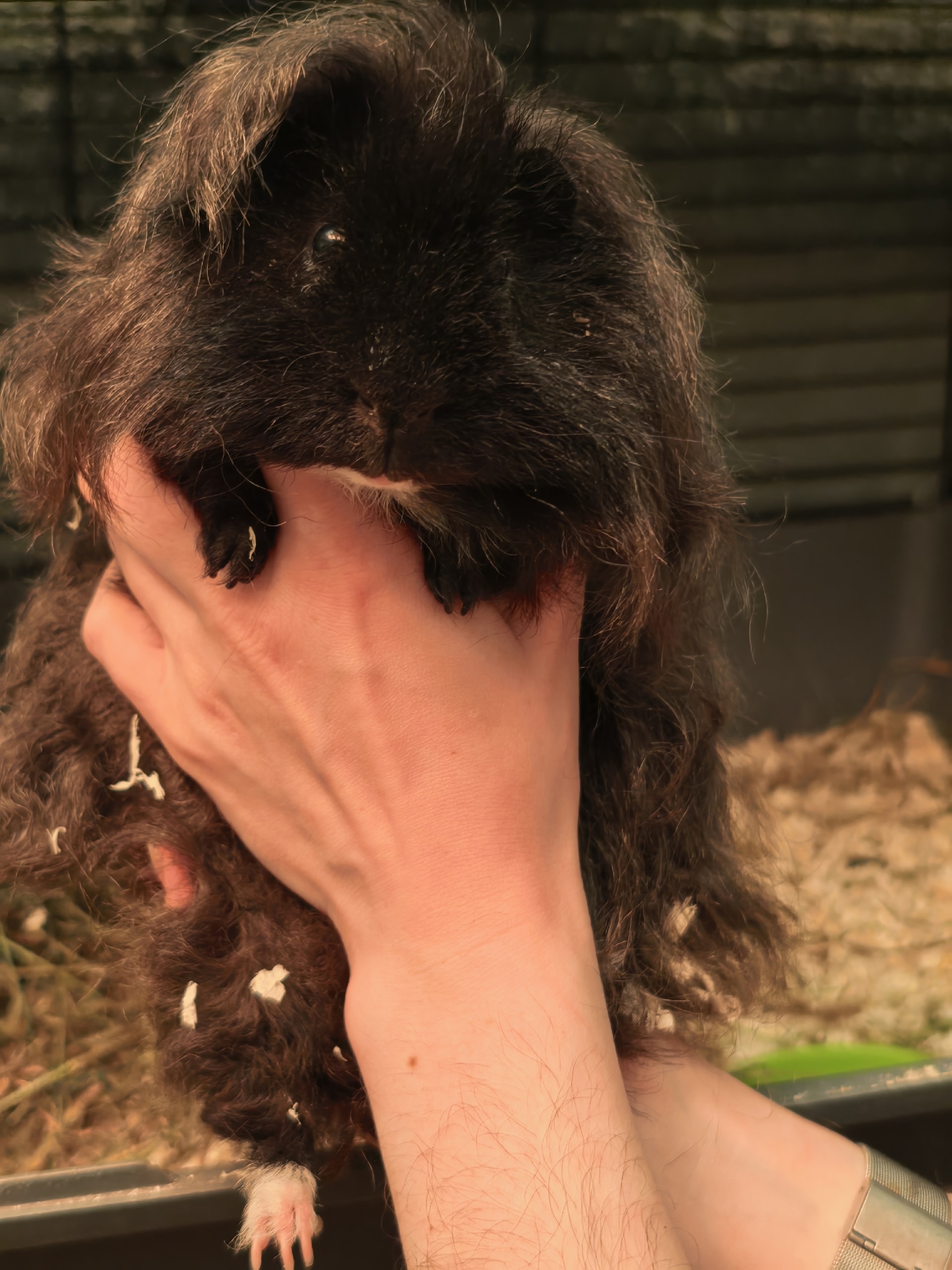 Изображение морской свинки