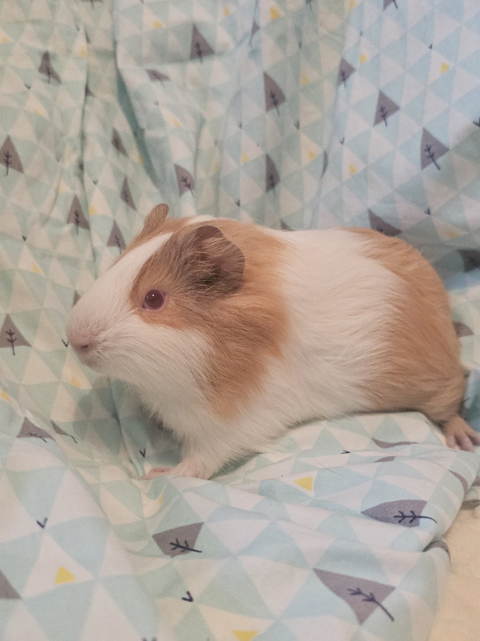 Изображение морской свинки