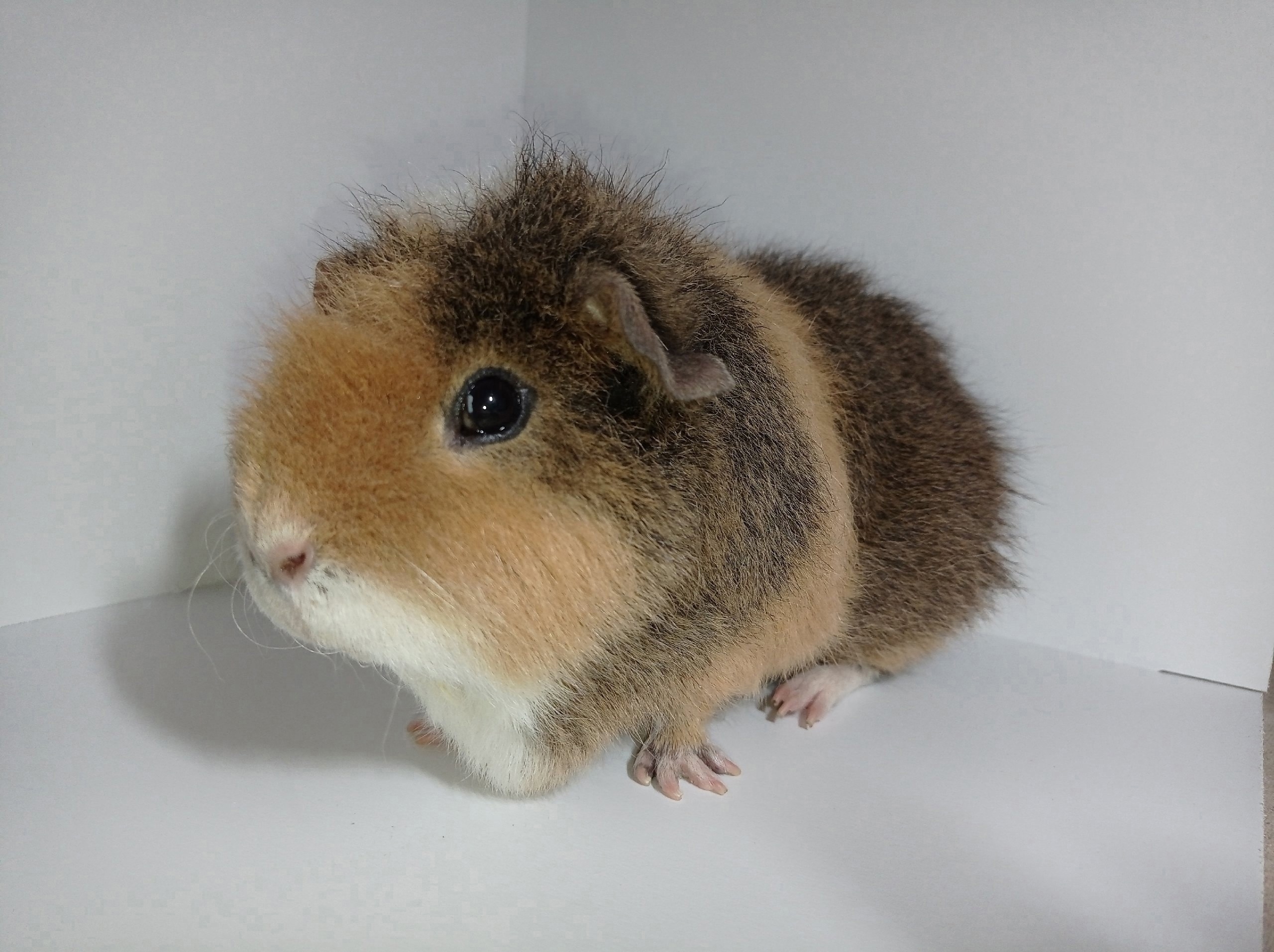 Изображение морской свинки