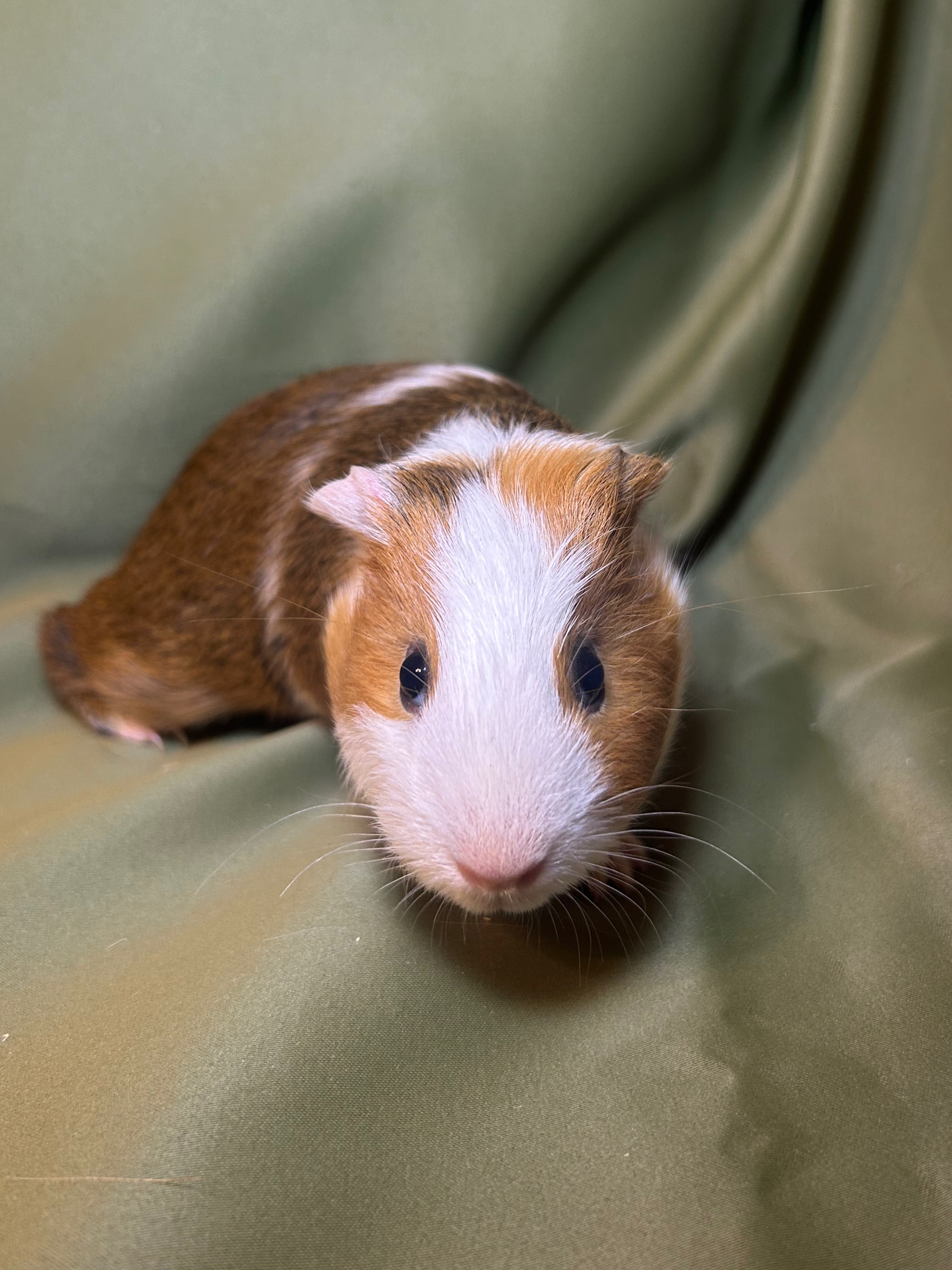 Изображение морской свинки