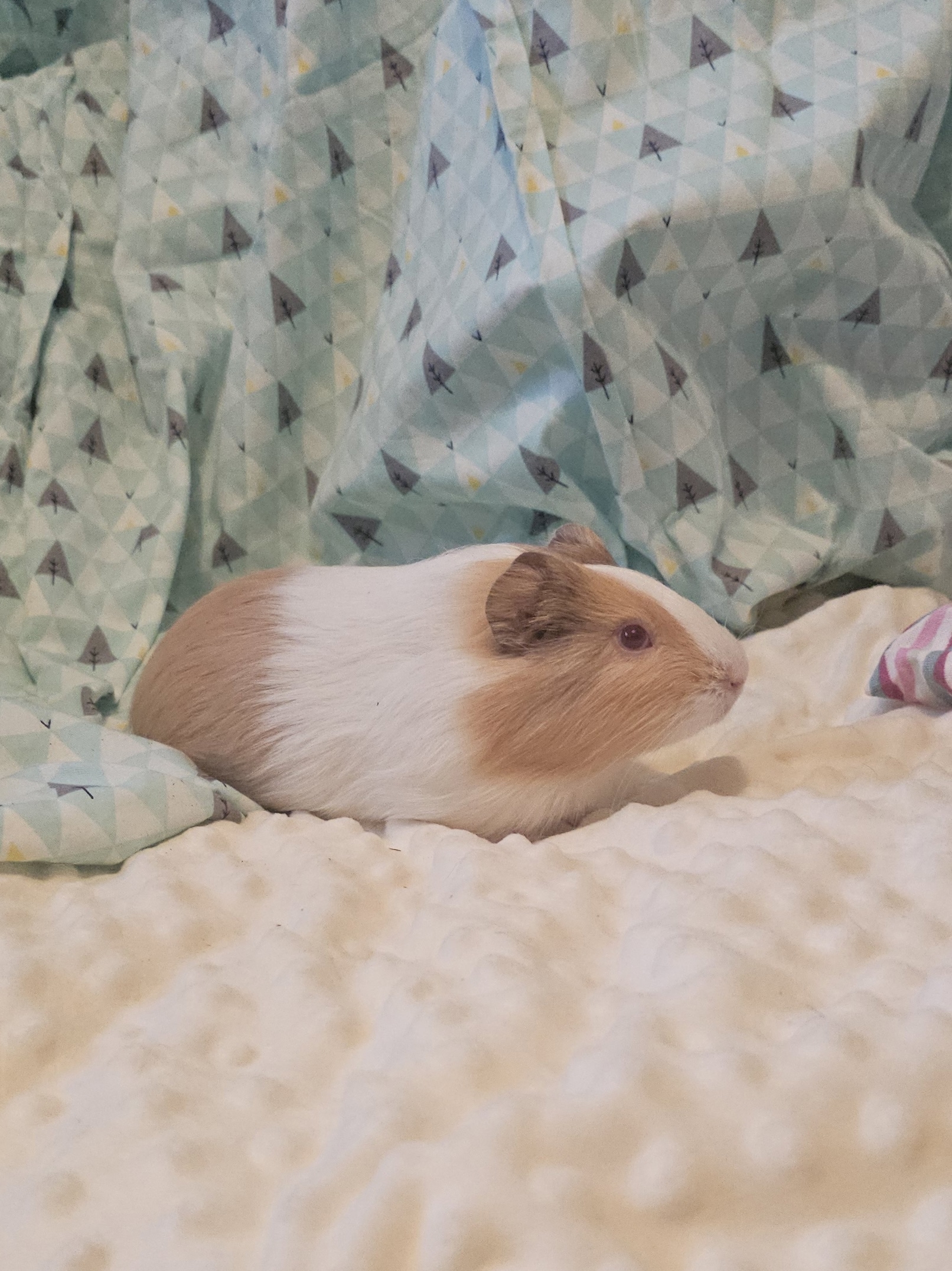 Изображение морской свинки