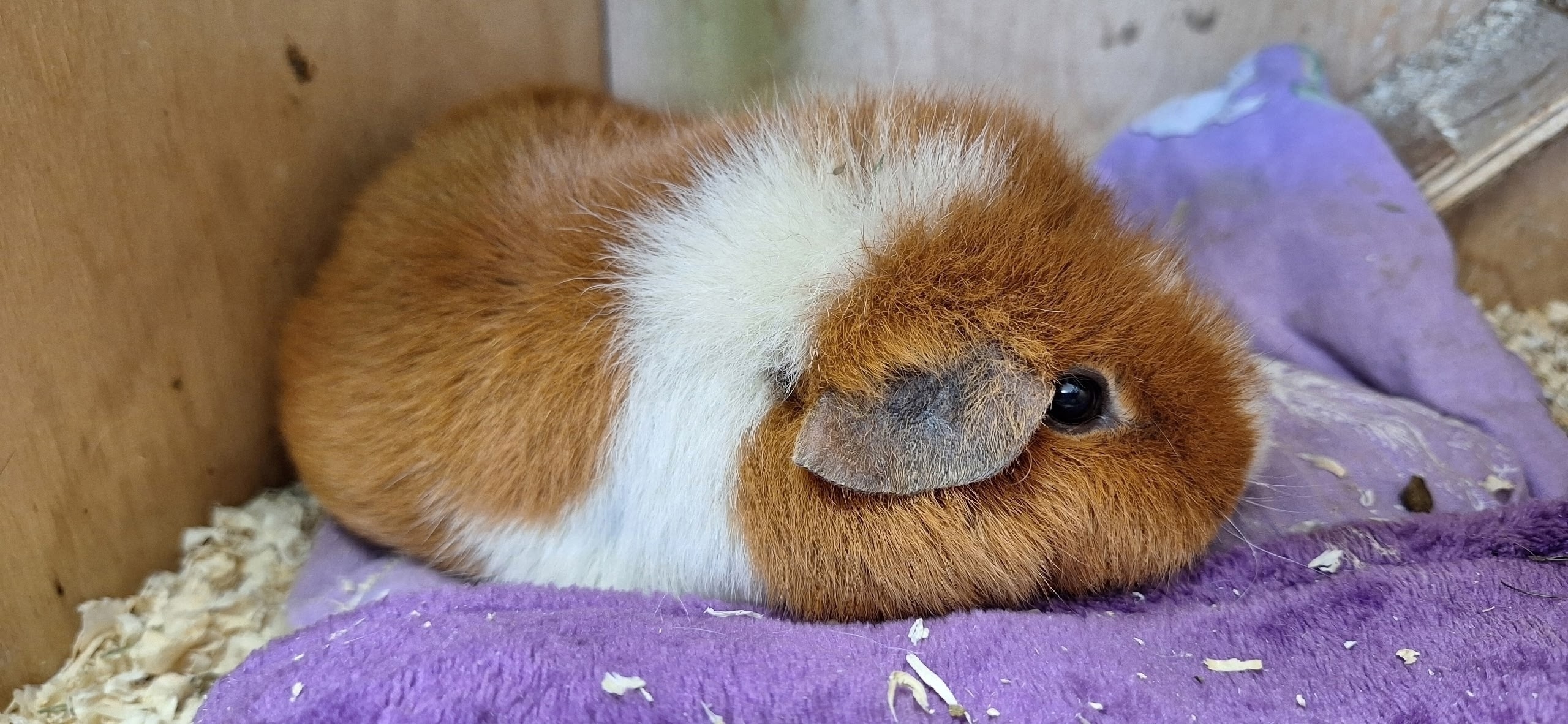 Фотография морской свинки по имени Пряня