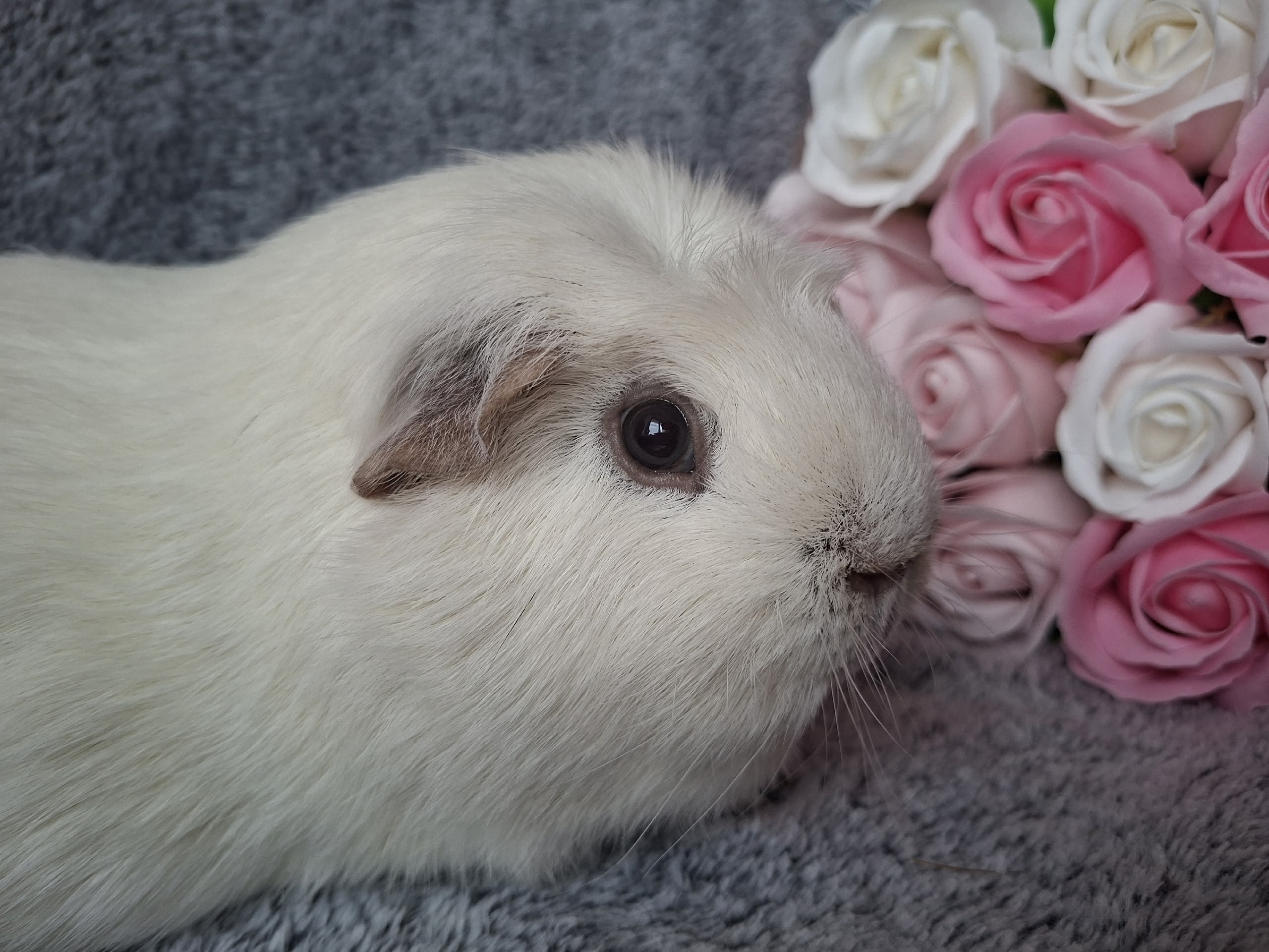 Фотография морской свинки по имени Милкшейк